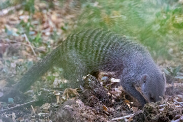 Banded Mongoose in Botswana, Africa