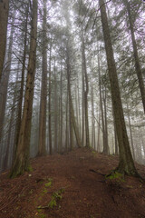 footpath in the woods
