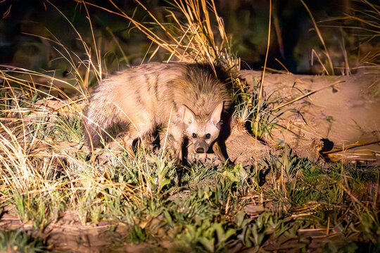 Aardwolf in Botswana, Africa