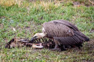 Vulture eating its prey in Botswana, Africa