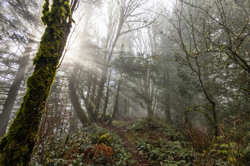 morning in the forest