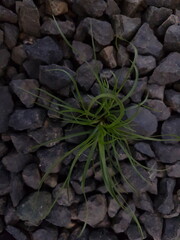 small tree grow on stone floor texture. Plants grow on pebbles ground. Nature background concept from beach for an industrial. 
