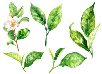 Green tea blooming branch isolated on a white background.Tea leaves, green and white tea.Antioxidant herb.Watercolor vector illustration - obrazy, fototapety, plakaty