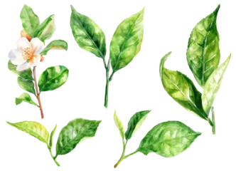 Fototapeten Green tea blooming branch isolated on a white background.Tea leaves, green and white tea.Antioxidant herb.Watercolor vector illustration © Kar