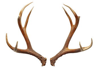 Deer antlers isolated on transparent background