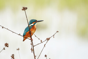 The Common kingfisher on a branch