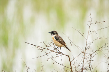 The Pied Bushchat on green field