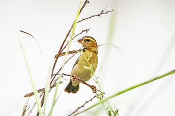 Baya Weaver on a branch