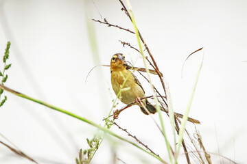 Baya Weaver on a branch