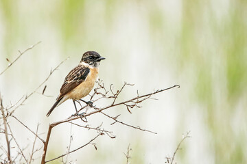 The Pied Bushchat on green field