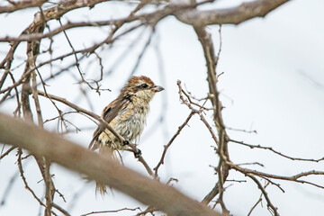 The Shrikes on a branch