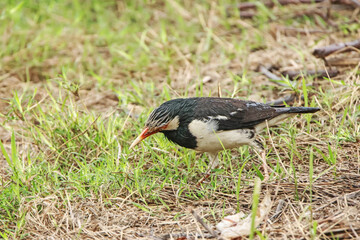 Black-collared starling on green field