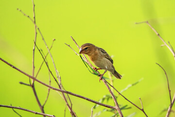 Baya Weaver on a branch