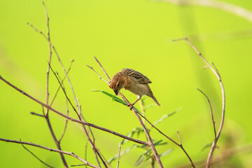 Baya Weaver on a branch