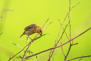 Baya Weaver on a branch