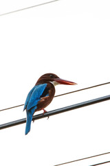 White-throated Kingfisher on the line