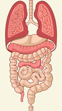 illustration of human digestion system anatomy