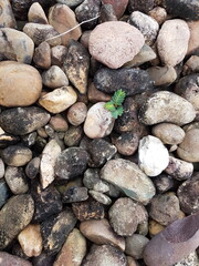 small tree grow on stone floor texture. Plants grow on pebbles ground. Nature background concept from beach for an industrial. 