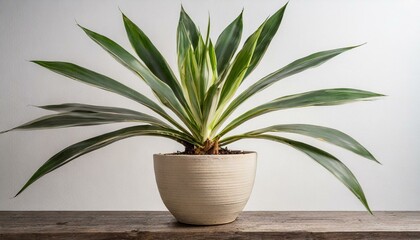 Yucca Jawel Elephantipes potted plant shot in studio with white background