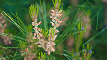 소나무 열매 a pine tree fruit