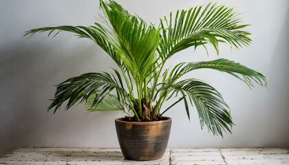 Modern potted big plant, Areca Dypsis Lutescens potted plant shot in studio with white background
