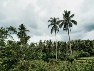 Fototapeta na wymiar Coconut palm trees on the mountain
