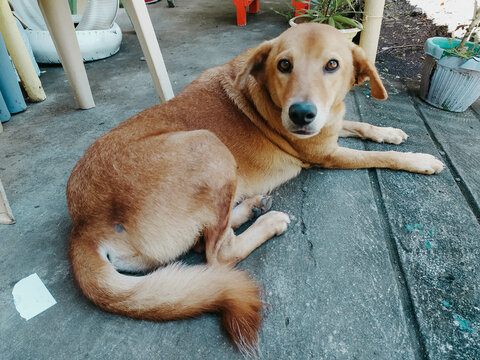 Portrait of a philippine aspin brown stray dog