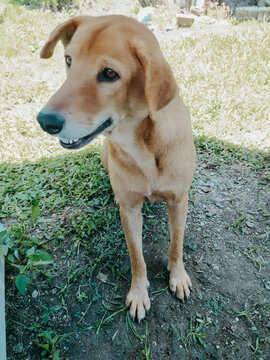 Portrait of a philippine aspin brown stray dog