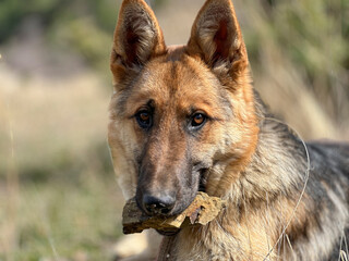 Noble looks of the German shepherd dog