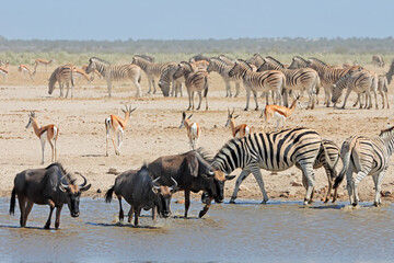 Herds of wildebeest, springbok and plains zebras at a waterhole, Etosha National Park, Namibia