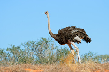 An ostrich (Struthio camelus) on a dune against a blue sky, Kalahari desert, South Africa