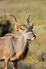 Male kudu antelope (Tragelaphus strepsiceros) in natural habitat, Addo Elephant National Park, South Africa