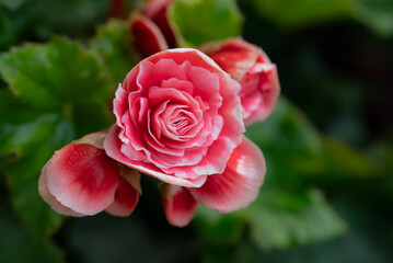 Close-up of pinkish-orange Begonia flowers blooming with natural soft light in the garden on a green leaves background. Ornamental flowers for decorating in the garden.