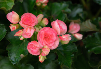 Close-up of pinkish-orange Begonia flowers blooming with natural soft light and water drops in the garden on a green leaves background. Ornamental flowers for decorating in the garden.