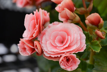 Close-up of soft pinkish orange Begonia flowers blooming with natural light in the garden. Ornamental flowers for decorating in the garden.