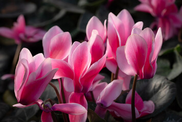 Fototapeta premium Close-up of pink Cyclamen flowers blooming in the garden with natural light on a dark background. The ornamental plants for decorating in the garden.