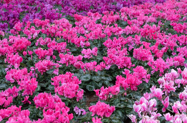 Natural background of colorful Cyclamen flowers blooms in the garden with natural light on a flowerbed. The ornamental plants for decorating in the garden.