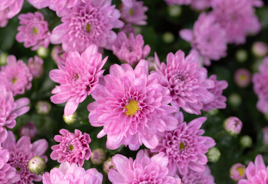 Natural background of pink Chrysanthemum flowers blooming with drops of water and natural light in the garden of the early spring. © nooumaporn