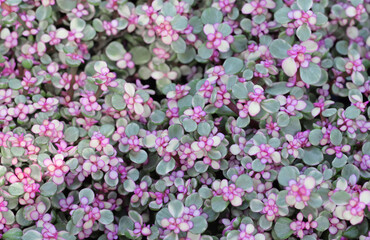 Background of Portulacaria Afra (elephant bush), a succulent plant with small pink flowers and natural light for decorating in the garden or room decor.
