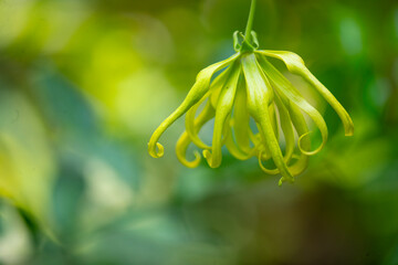 Thai Ylang Ylang
Other names: Ylang-ylang (Trang, Yala), large-leaved ylang-ylang, large ylang-ylang (middle), sabang-nga, early sabang-nga (northern).
Common name: Ylang-ylang tree, Ilang-ilang
Scien