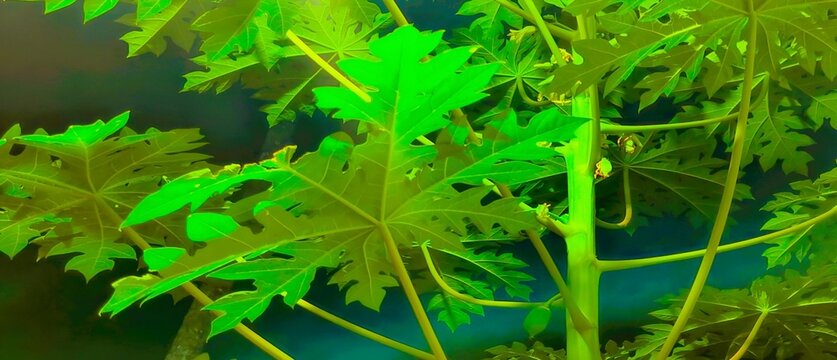 green leaf in the night beautiful seen of pappaya tree 