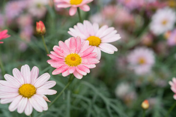 Fototapeta premium Paris Daisy in Hong Kong Flower Show