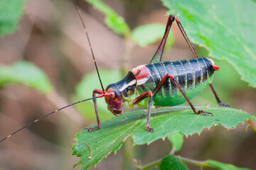 Portrait of a colorful grasshopper in a bush close-up. Macro photography...
