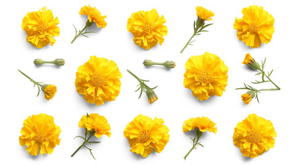 Set of yellow marigold flowers, buds, isolated on transparent background
