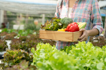 Organic farming, salad farm. Farmers harvest salad vegetables into wooden boxes in rainy....