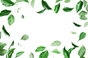 Green leaves flying, Evergreen concept, transparent background - obrazy, fototapety, plakaty