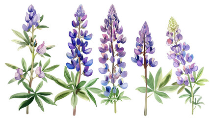 Beautiful floral set with watercolor hand drawn summer wild field lupine flowers, isolated on transparent background.