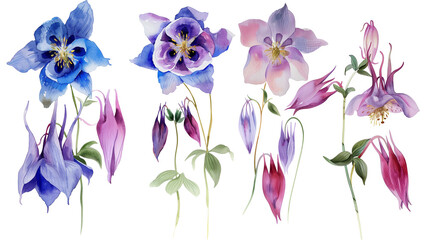 Beautiful floral set with watercolor hand drawn summer wild field columbine flowers, isolated on transparent background.