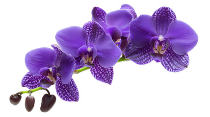 Tropical beautiful purple orchid flowers, isolated on transparent background. © PixeloAI