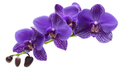 Tropical beautiful purple orchid flowers, isolated on transparent background.